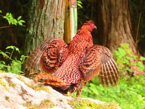 養野鳥